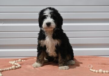 Mini Bernedoodle Puppy-Austin