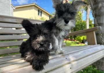 Miniature Schnauzer Puppies for Sale
