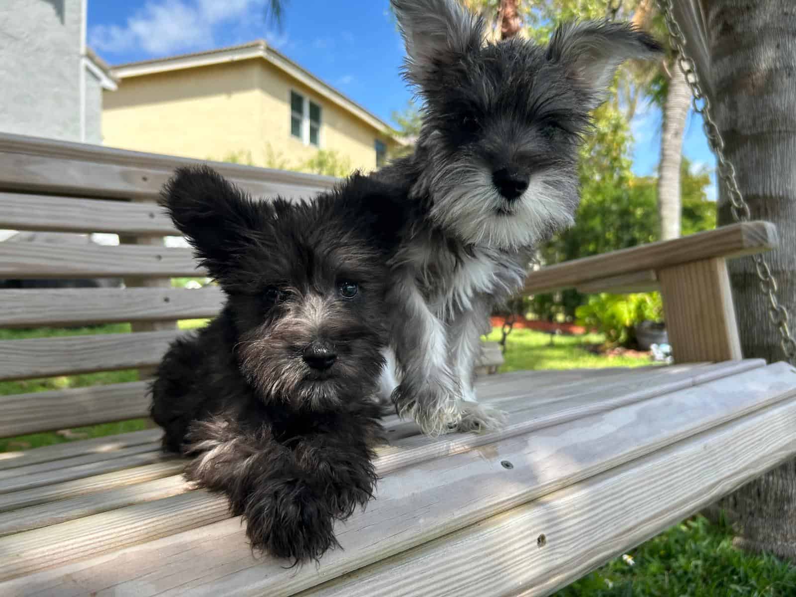 Miniature Schnauzer Puppies for Sale
