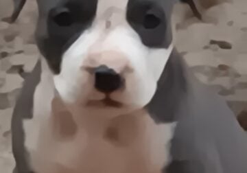 Blue female pitbull pup for rehoming