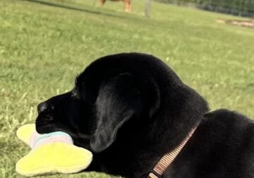 Labrador Retriever puppies $1000