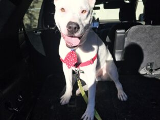 Dog looking for forever home | PetClassifieds.com