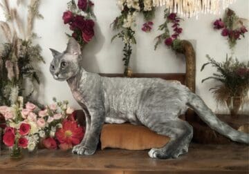 Minskin Kitten – best kitten breed