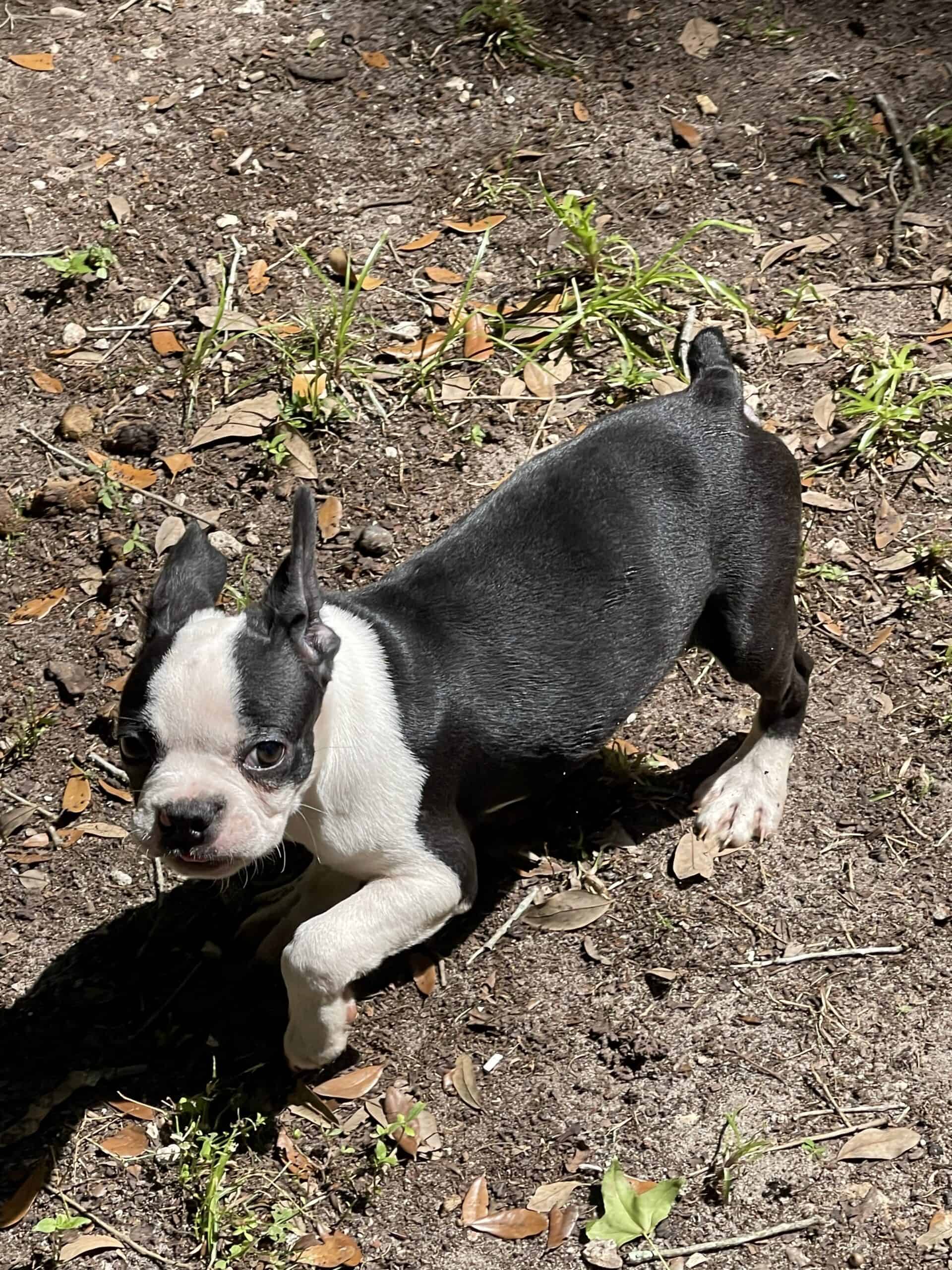 Boston terrier puppies | PetClassifieds.com