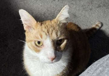 Garfield needs a home. Please help him!