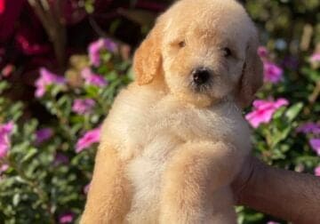 Beautiful goldendoodle pups available DOB 3/25/24