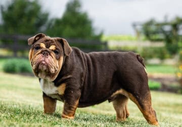 English Bulldog available for stud service