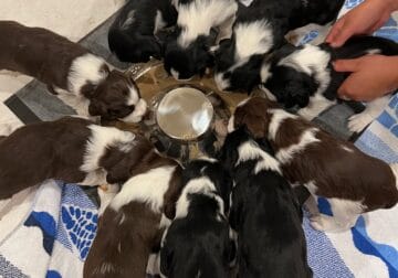 English Springer Spaniel Puppies for Sale