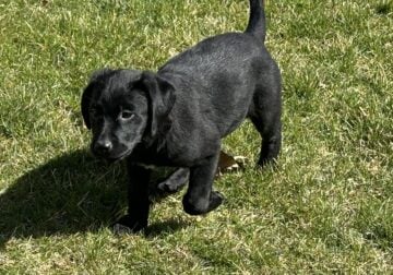 Pure bred lab puppies for sale