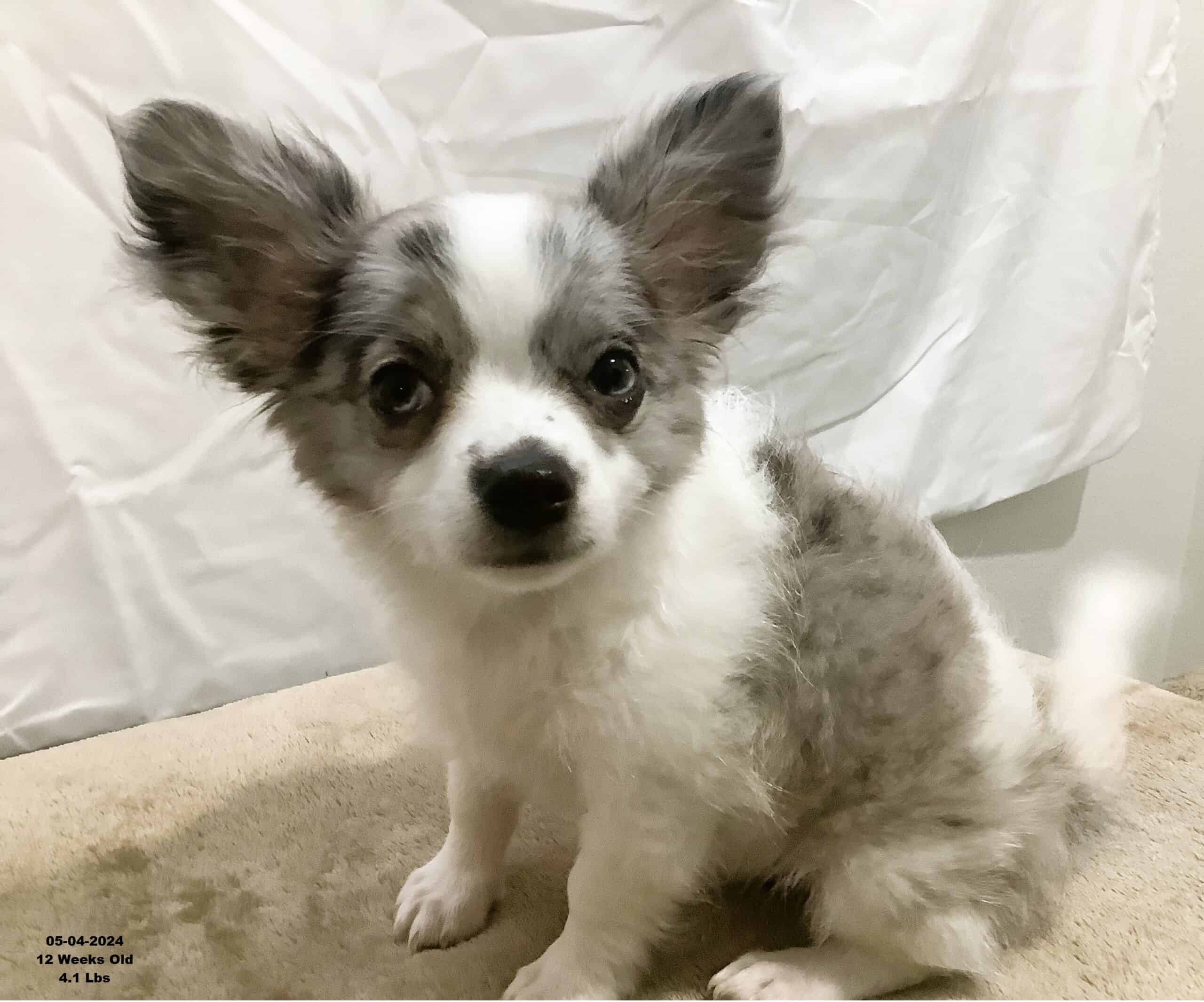 AKC Male Long Haired Chihuahua