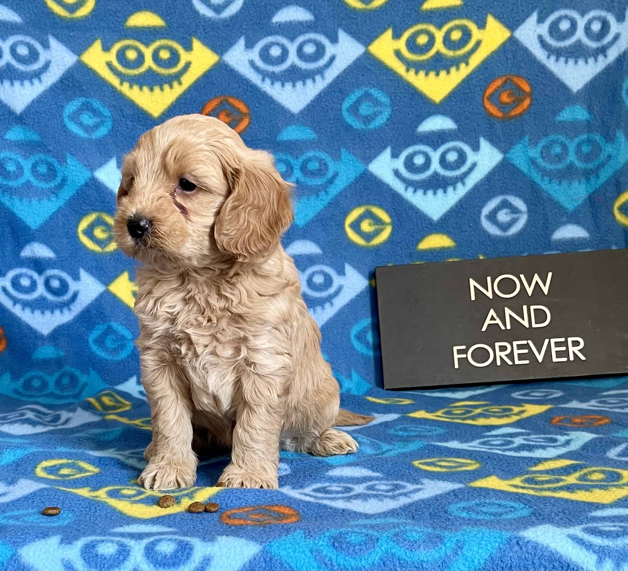 Henry The Mini Doodle | PetClassifieds.com