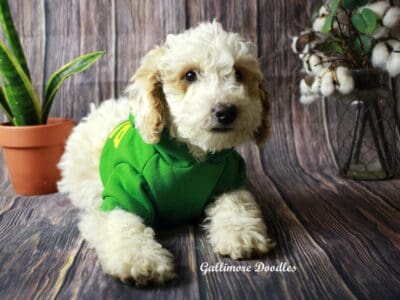 Micro goldendoodles (15lb) for sale