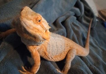 2 Bearded Dragons for sale