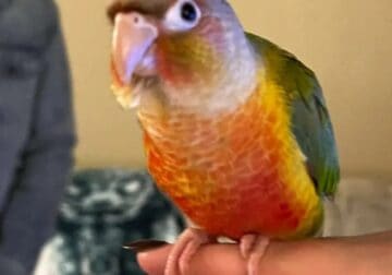 Lily – Pineapple Green Cheek Conure with Cage