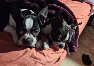 8 month old Boston Terrier
