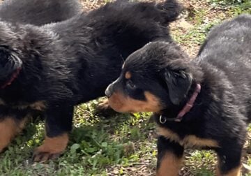 Pure bred Rottweiler puppies