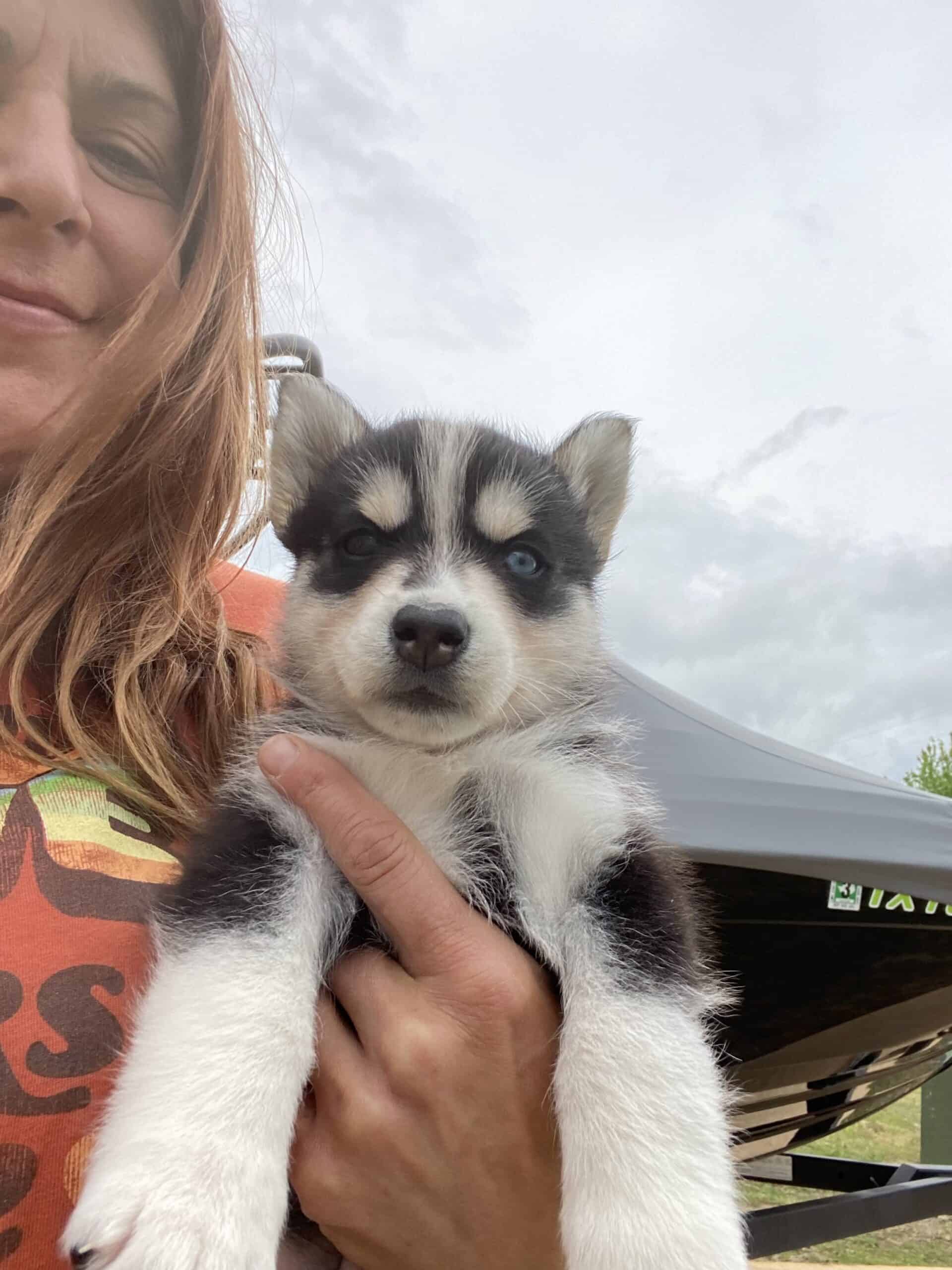 SAMUSKY Pups in Texas up for Adoption ♥️