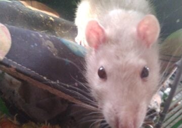 Male rat in need of a home