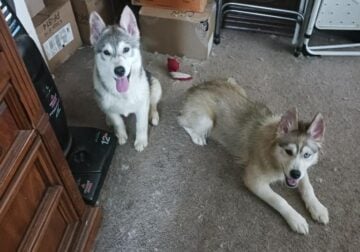 6 month old Siberian Husky sisters