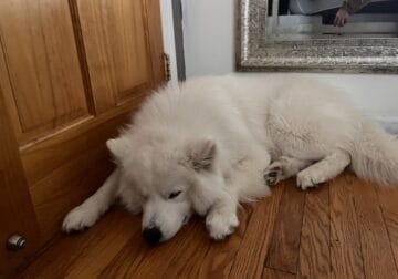 Beautiful Samoyed Puppy for Sale