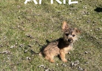 April Female Cairn/Yorkie Puppy