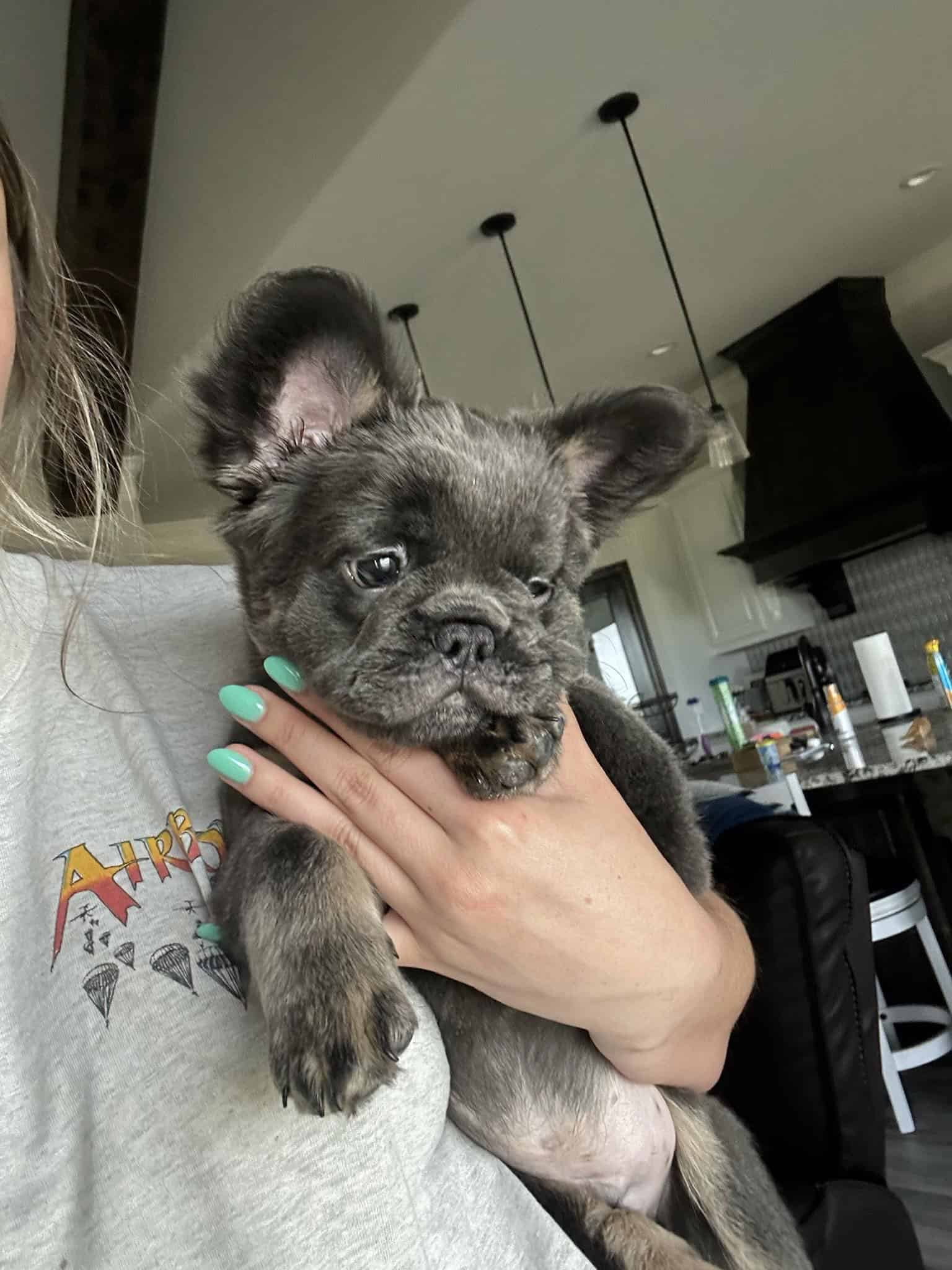 Fluffy Blue & tan frenchie | PetClassifieds.com