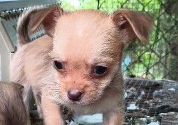 Chiwinie puppies teacup/mini