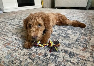 Female whoodle ( wheaten terrier / poodle )