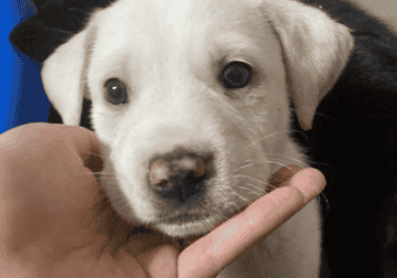 Puppy for sale ( Casper)