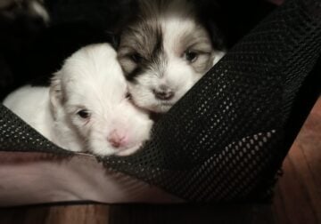 Malti poo pups for sell