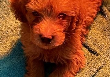 Labradoodle Watertown ny