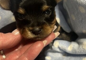 AKC YORKSHIRE TERRIER PUPPIES