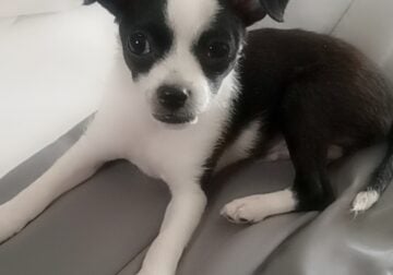 Chihuahua Boston Terrier Mix Puppy Needs New Home
