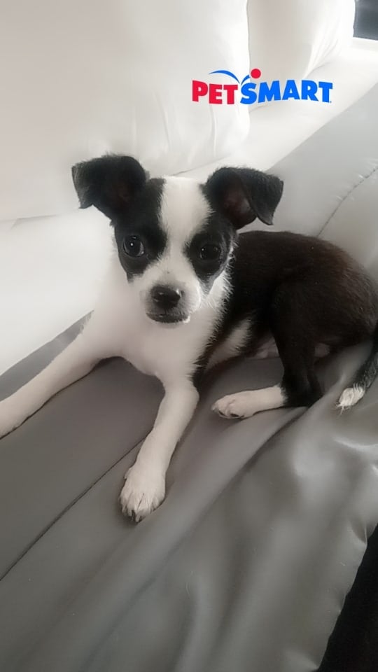 Chihuahua Boston Terrier Mix Puppy Needs New Home
