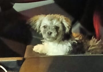 Rehoming 4 month old Maltipoo.