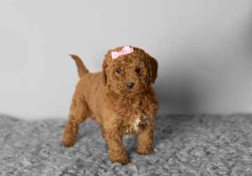 AKC mini poodle puppy in Indiana (Jackie)