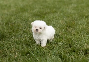 Bichon Frise male puppy indiana (Wiley)