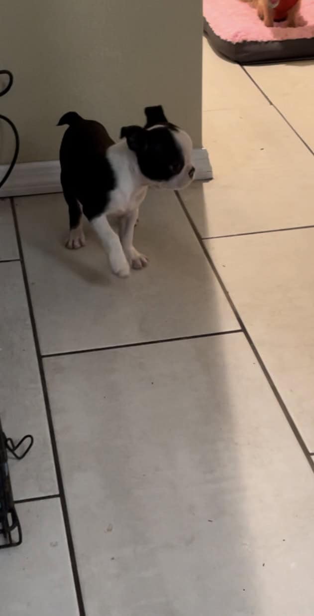 Boston terrier puppies | PetClassifieds.com