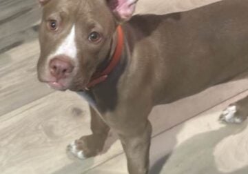 9 Month Old Pit Bull
