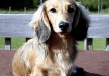 WANTED: Female longhair mini dachshund