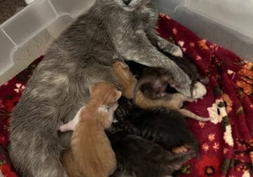 7 kittens