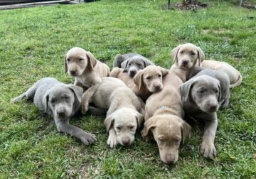 Labrador Retrieved puppies