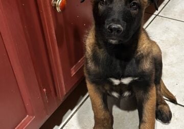Belgian Malinois Puppy For Sale