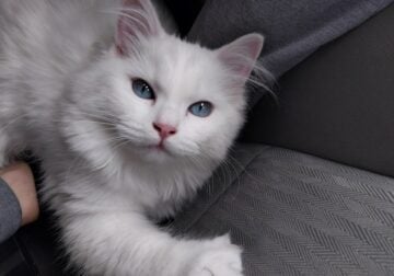 Ragdoll kitten, solid white female