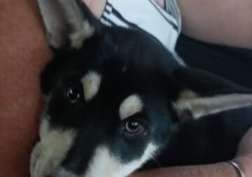 3 month old male Black and white Siberian Husky
