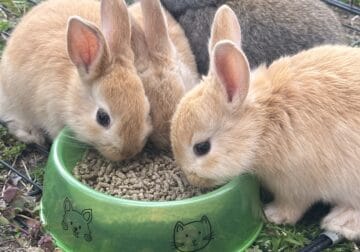 Bunnies ready for forever home!