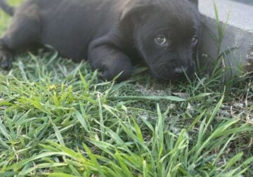 Black American pitbull puppy