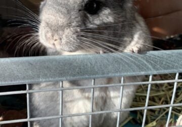 Grey Chinchilla with Supplies for Adoption