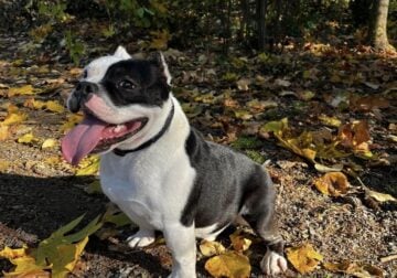 Bully (exotic) 2yr old needs new home