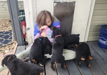 Full Blooded Rottweilers for Sale